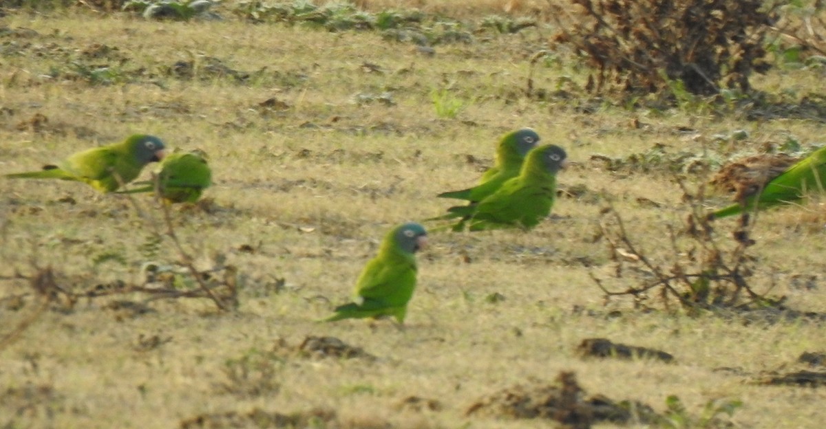 Blue-crowned Parakeet - ML620506066