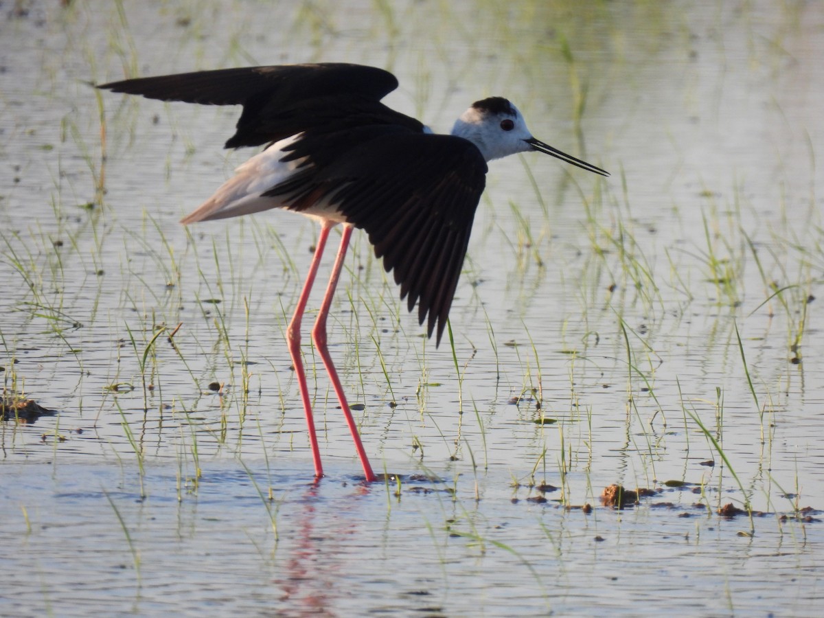 Black-winged Stilt - ML620506068