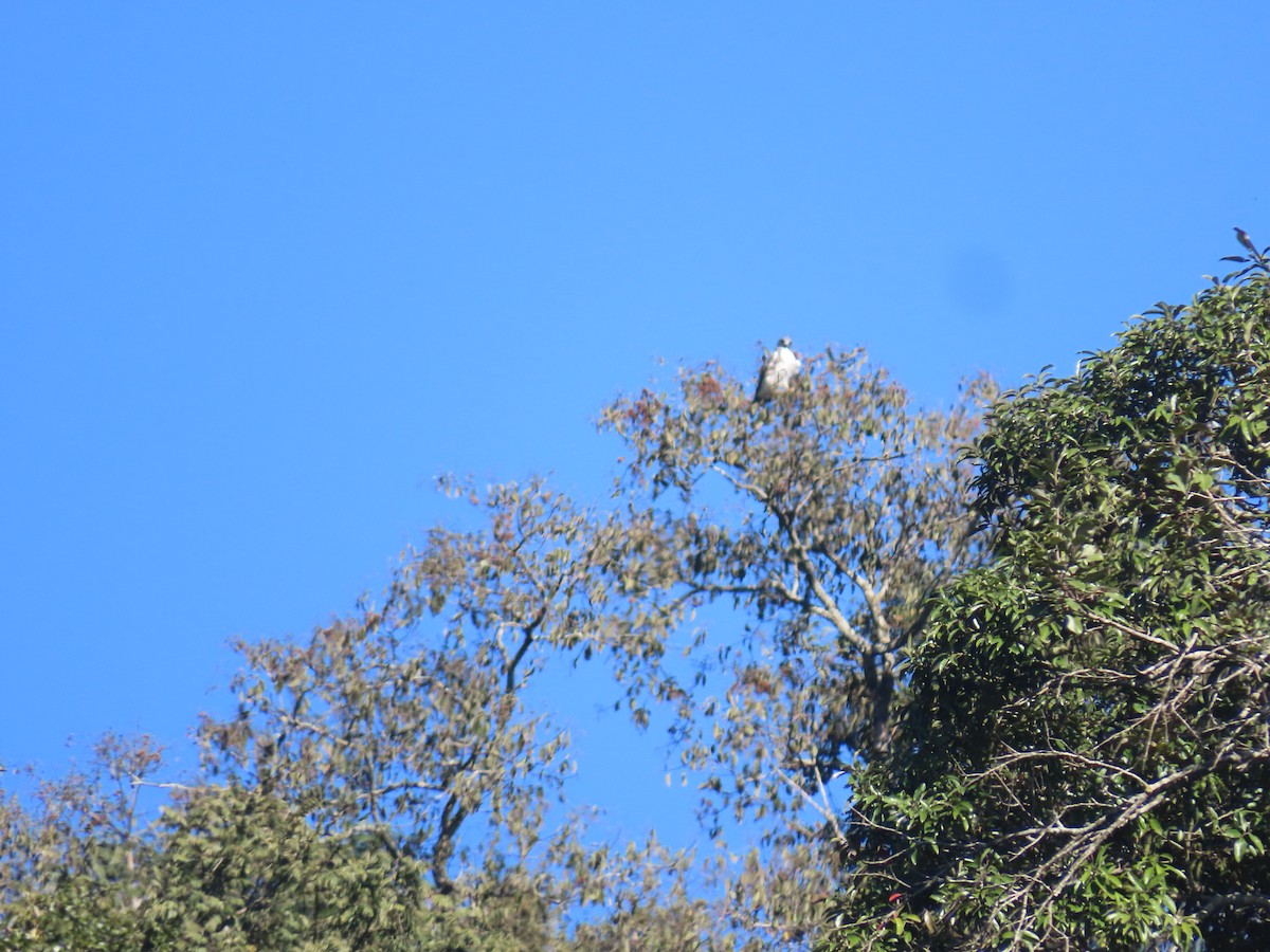 White-tailed Hawk - ML620506070