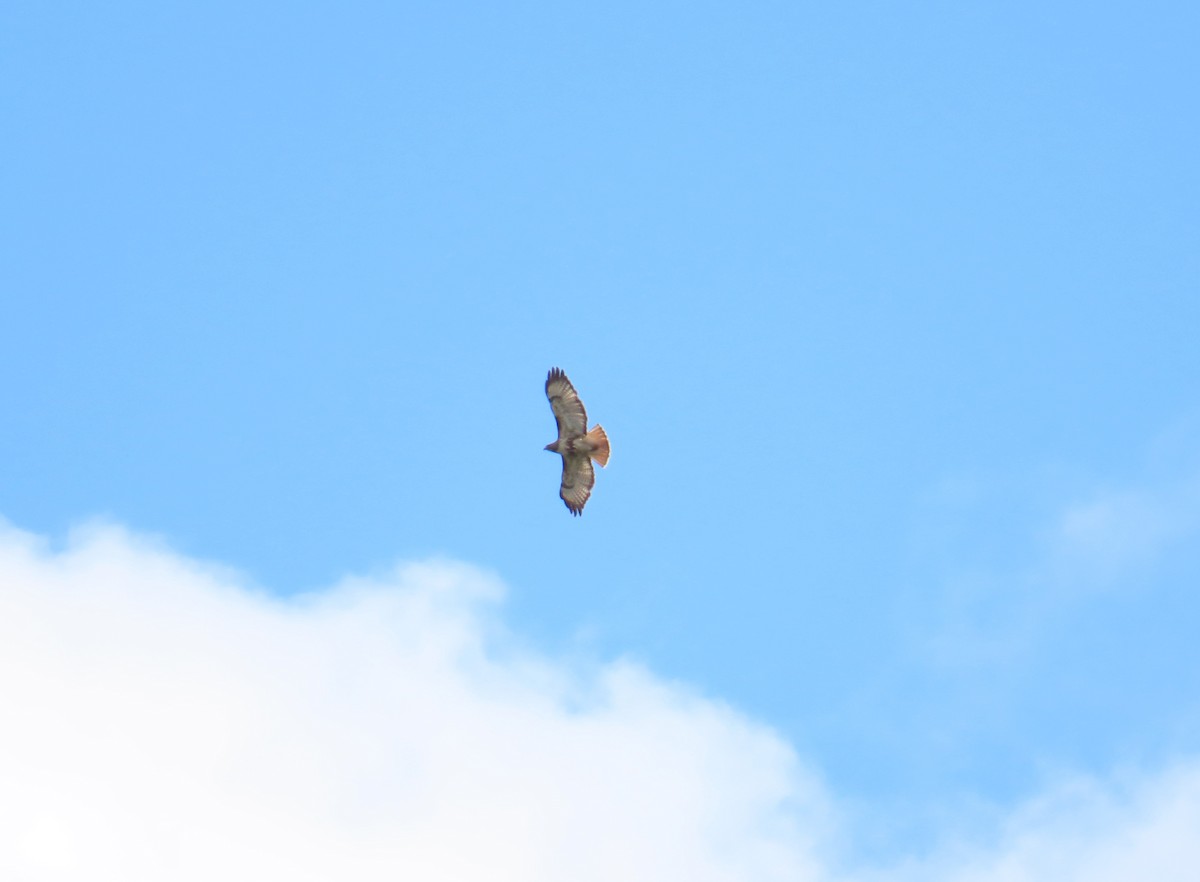 Red-tailed Hawk - ML620506071