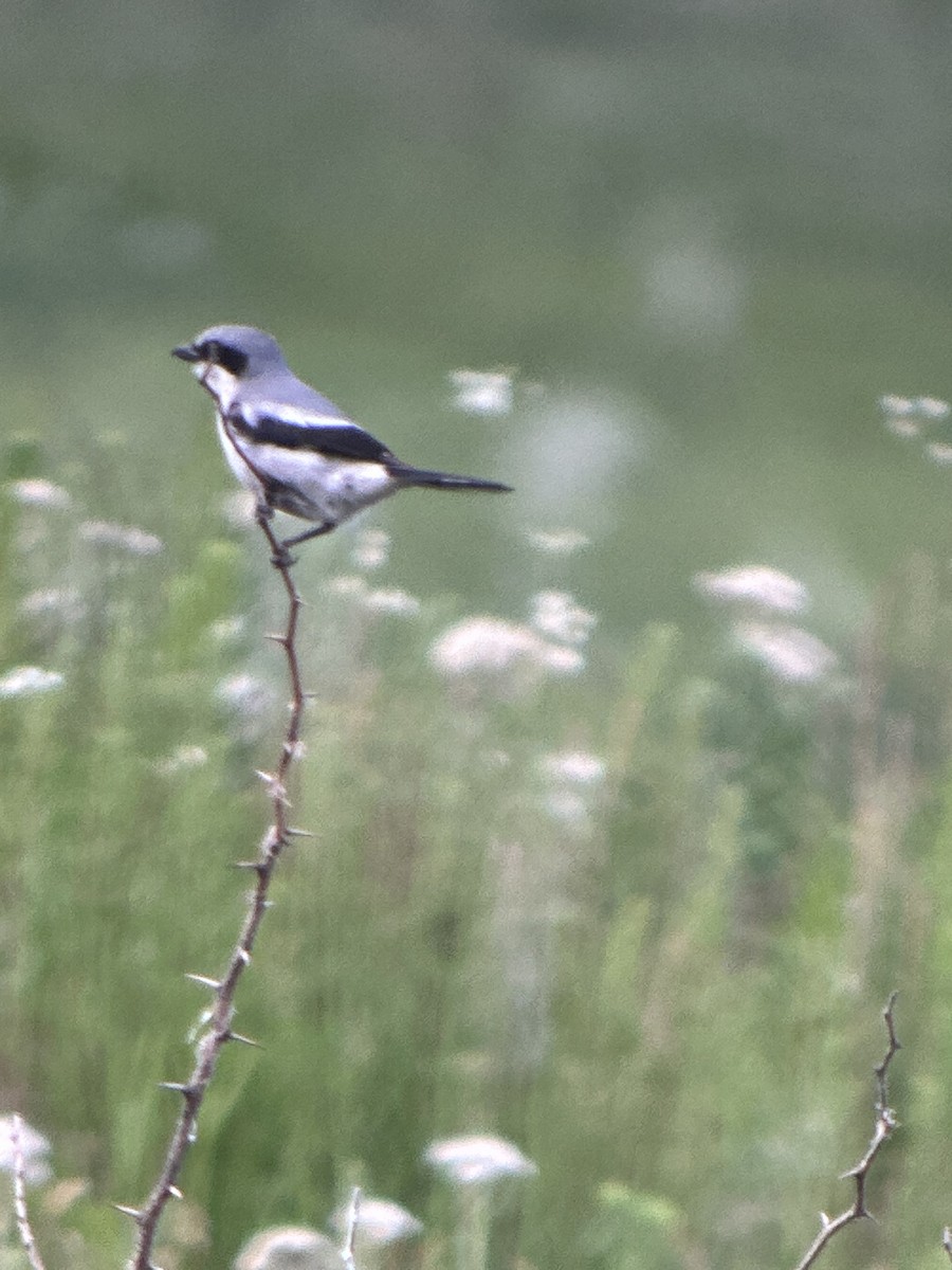 Loggerhead Shrike - ML620506072