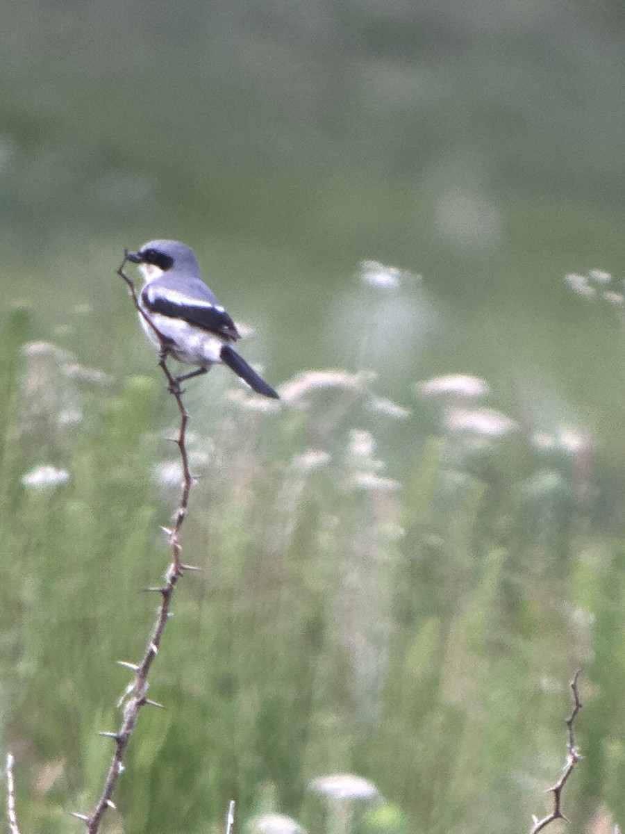 Loggerhead Shrike - ML620506073