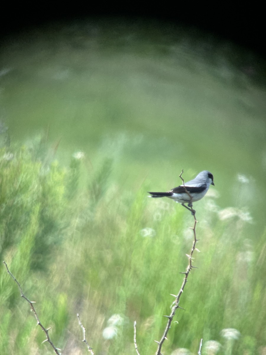 Loggerhead Shrike - ML620506075