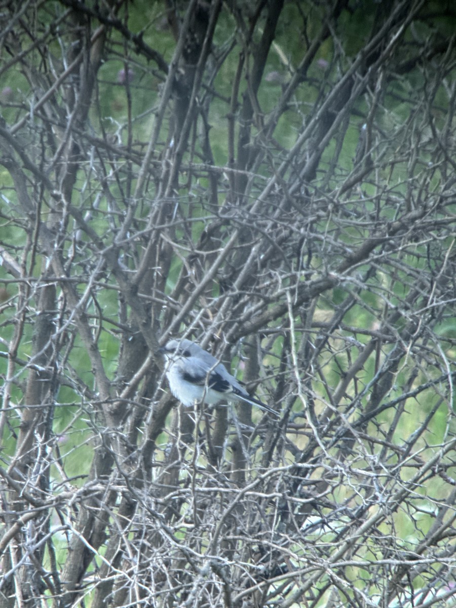 Loggerhead Shrike - ML620506077