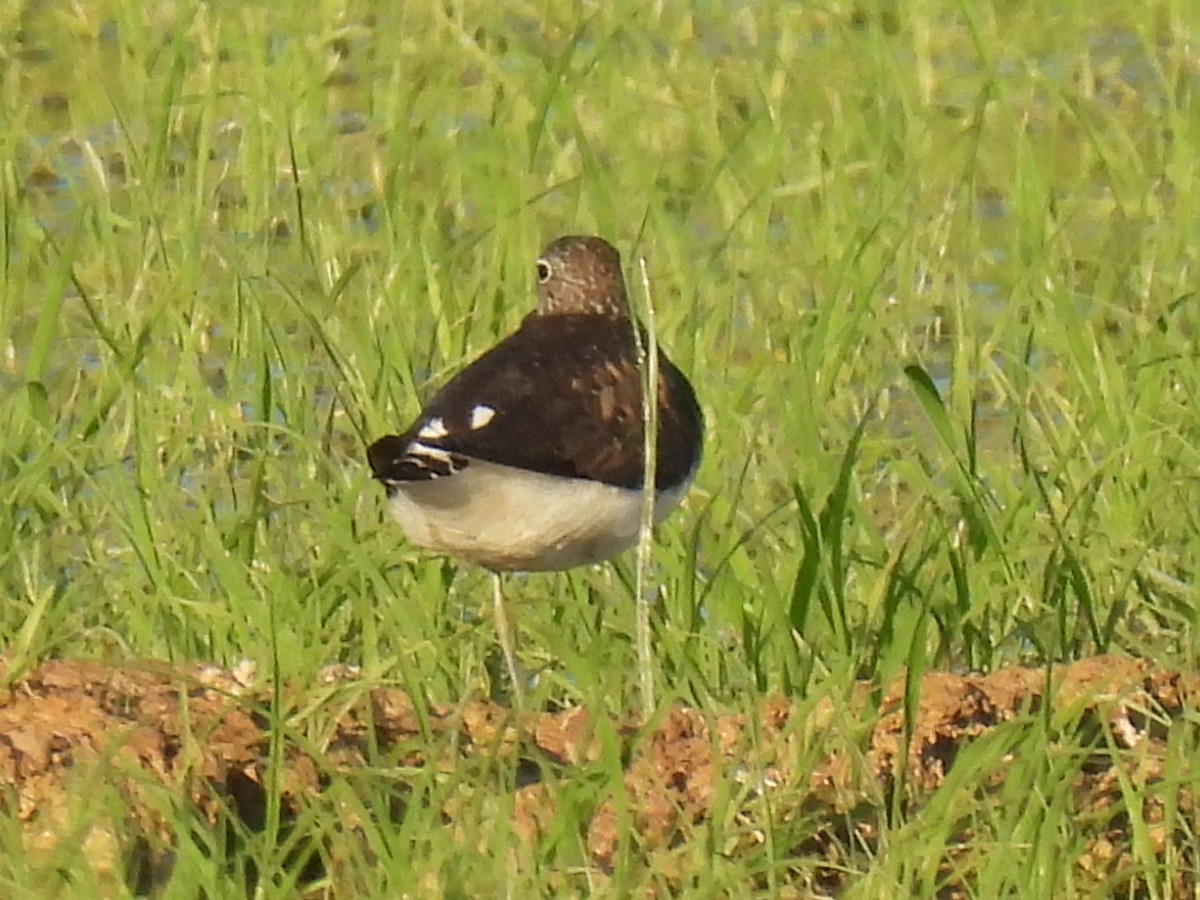 Green Sandpiper - ML620506080