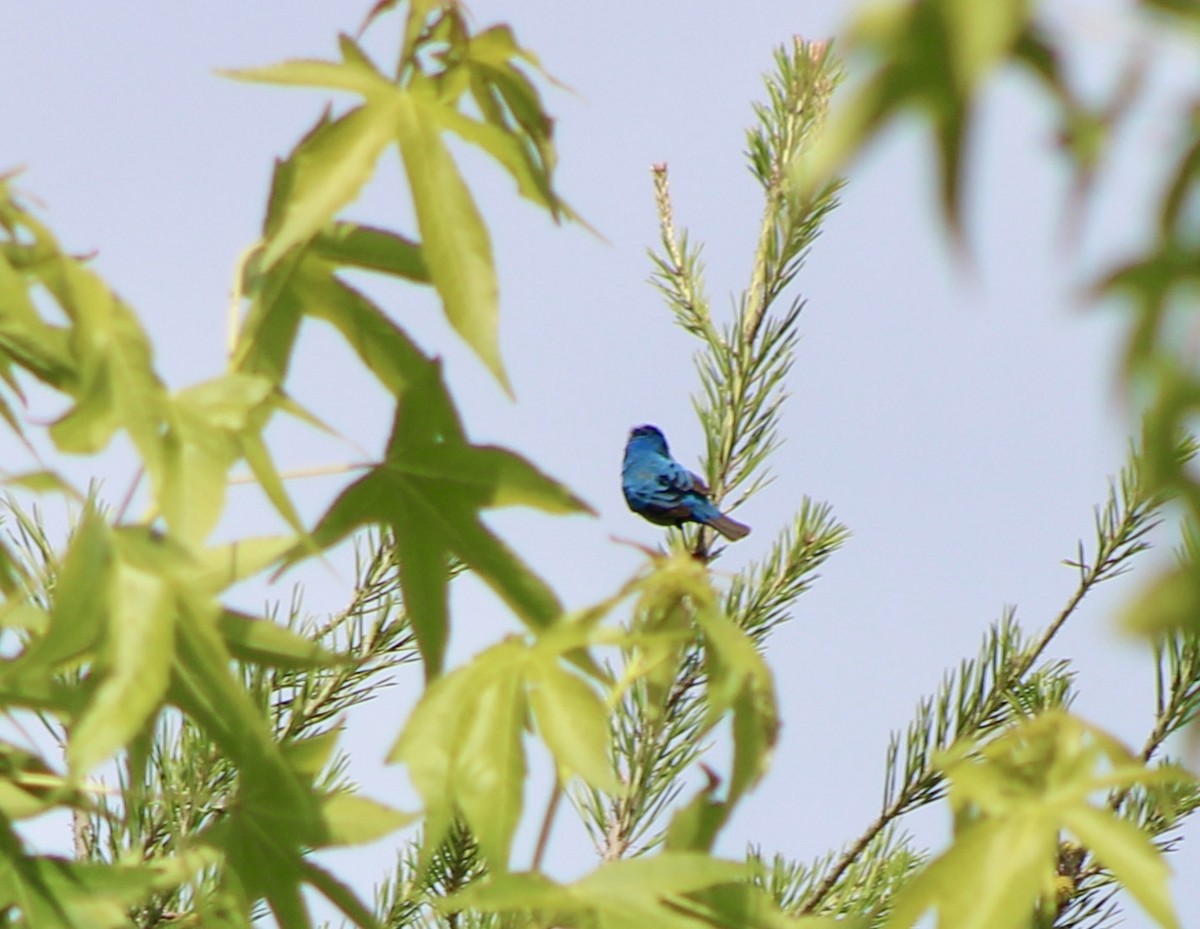 Passerin indigo - ML620506081