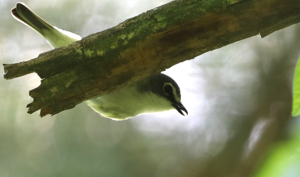 Blue-headed Vireo - Matthew Valencic