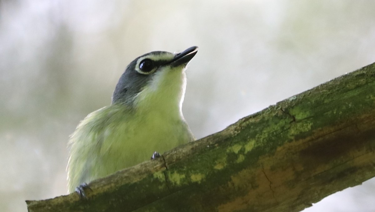 Vireo Solitario - ML620506084