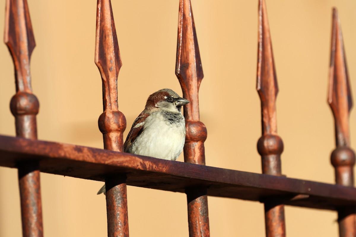 House Sparrow - ML620506086