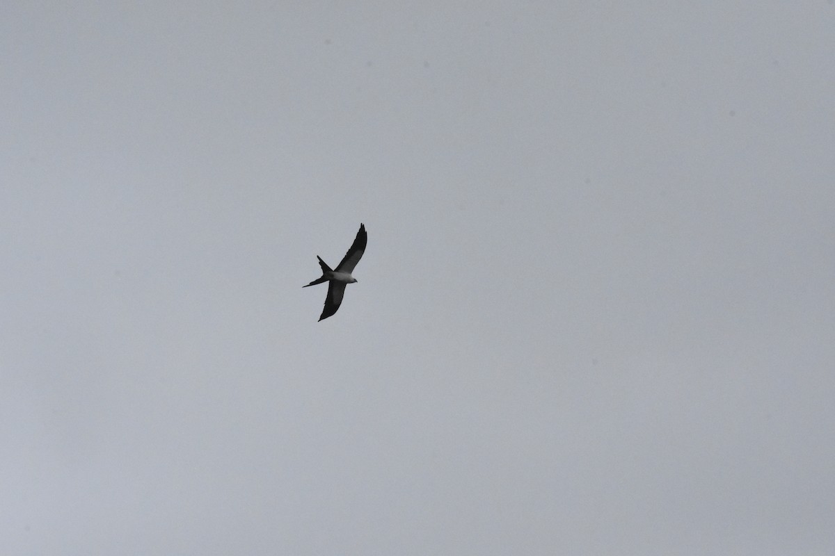 Swallow-tailed Kite - ML620506091