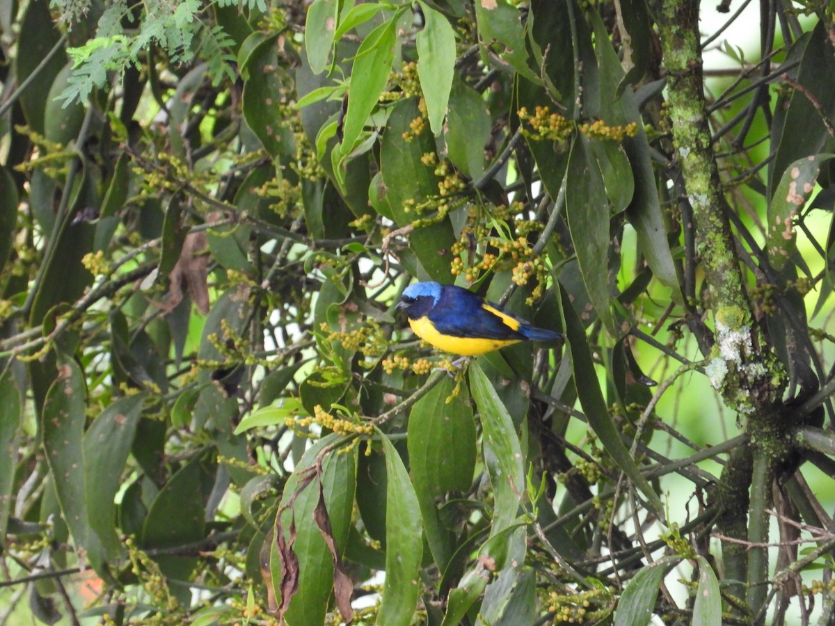 Golden-rumped Euphonia - ML620506092