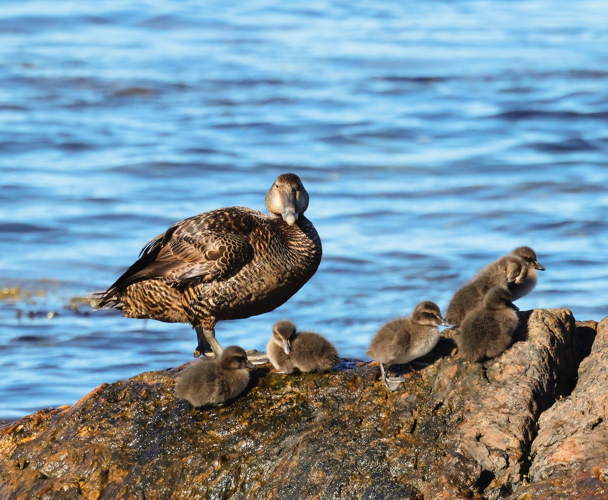 Common Eider - ML620506098