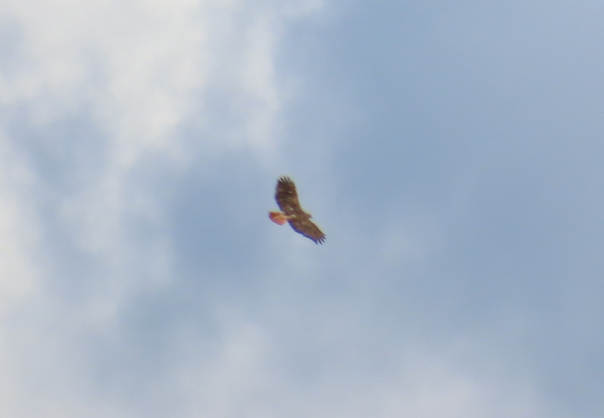 Red-tailed Hawk - John Greaves