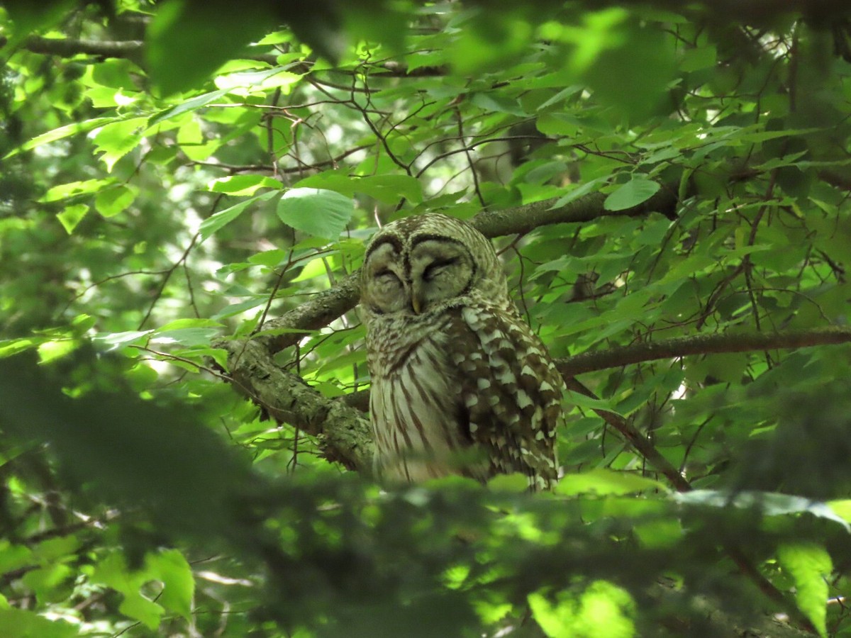 Barred Owl - ML620506102