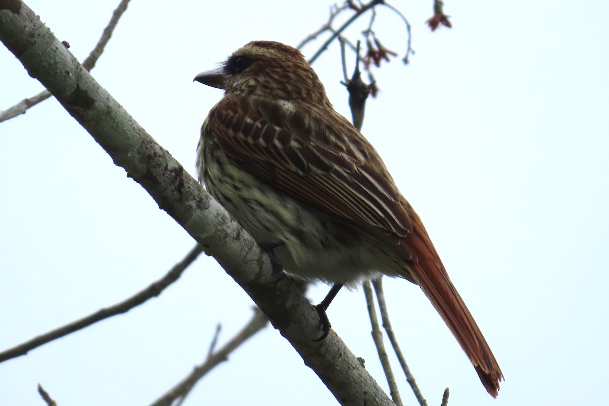 Bienteveo Rayado (grupo maculatus) - ML620506105