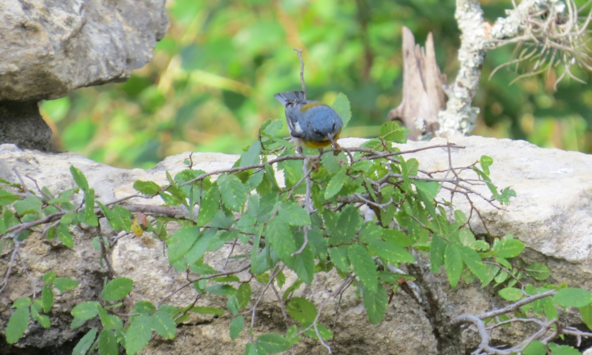 Northern Parula - ML620506106