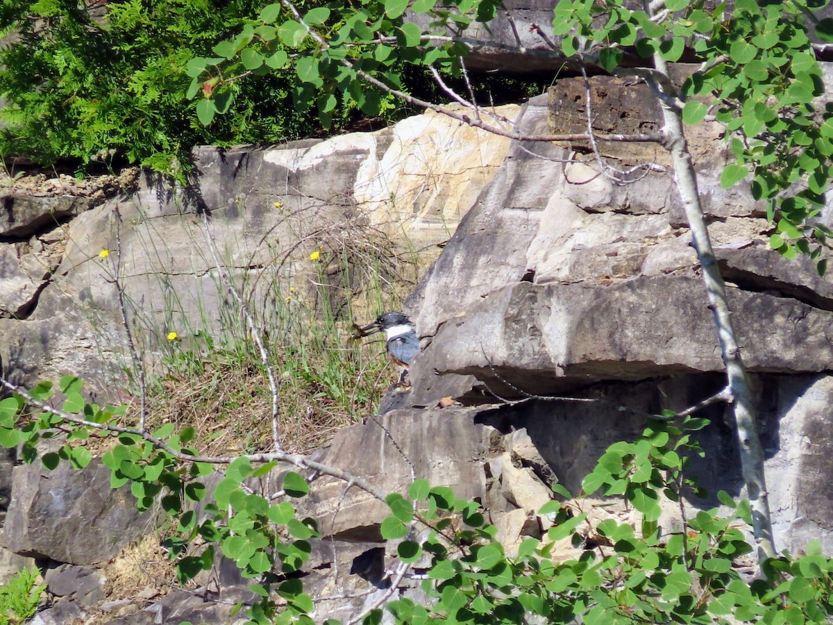 Belted Kingfisher - ML620506111