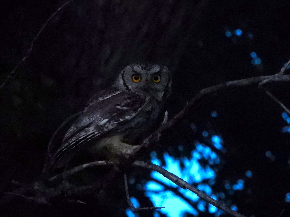 Western Screech-Owl - ML620506112