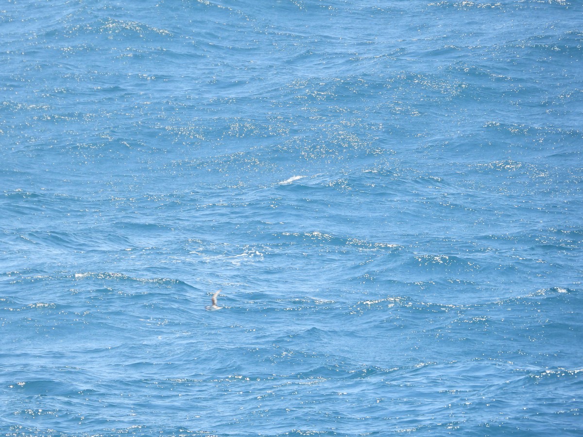 Cook's Petrel - ML620506119