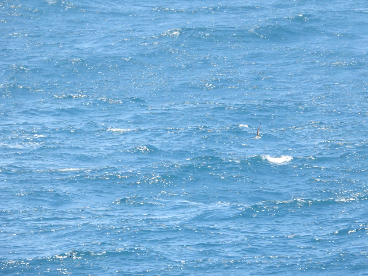 Cook's Petrel - ML620506122