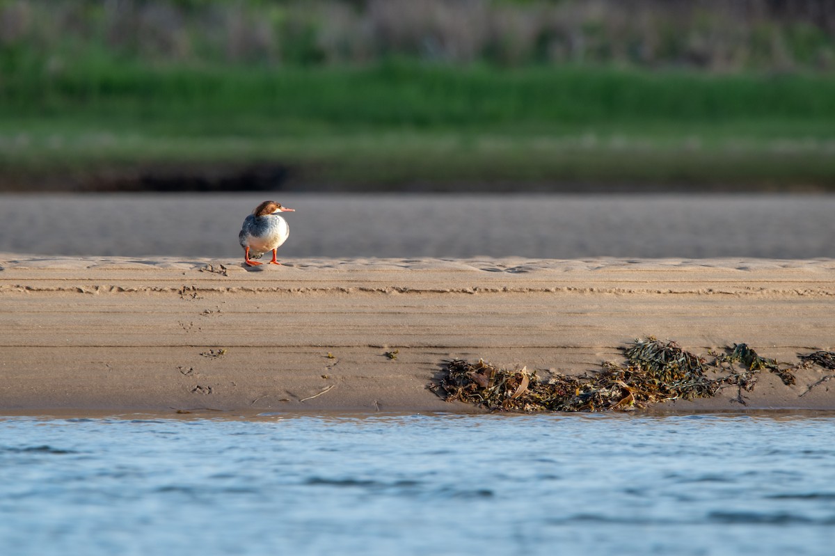 Common Merganser - ML620506141