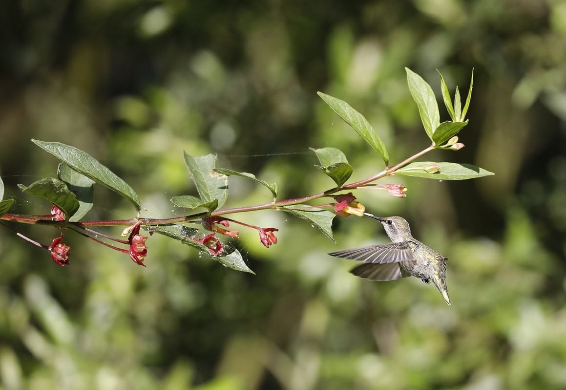 Anna's Hummingbird - ML620506143