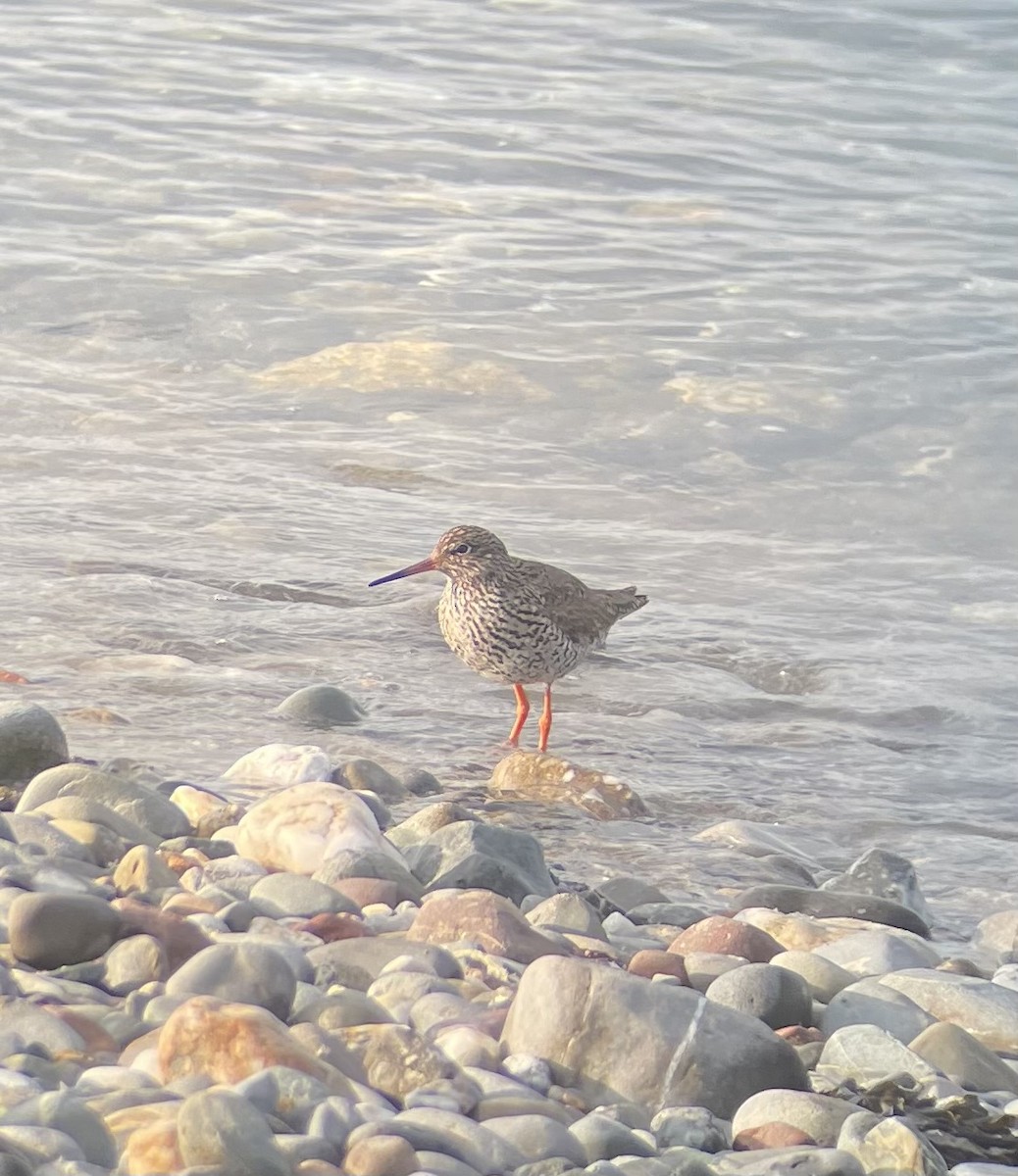 Common Redshank - ML620506156