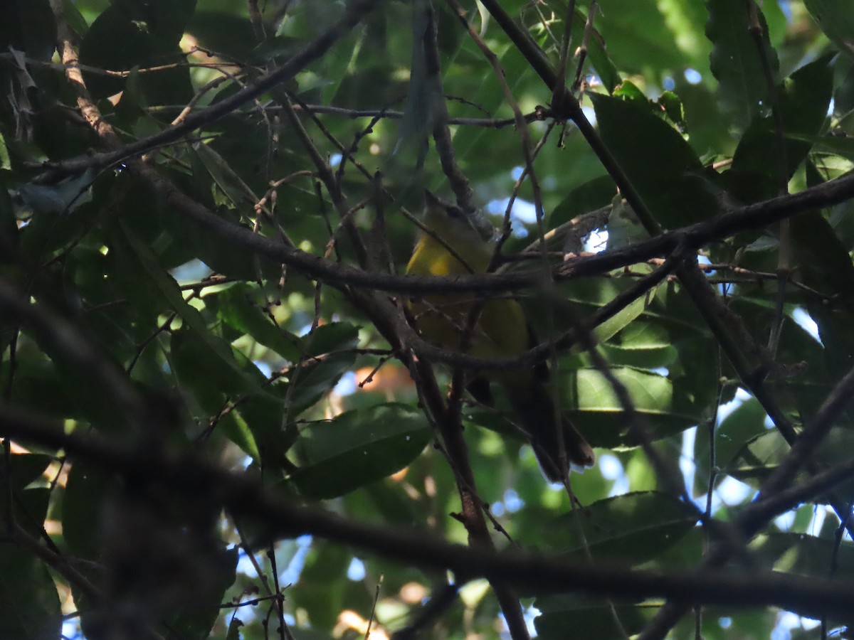 Golden-crowned Warbler - ML620506157