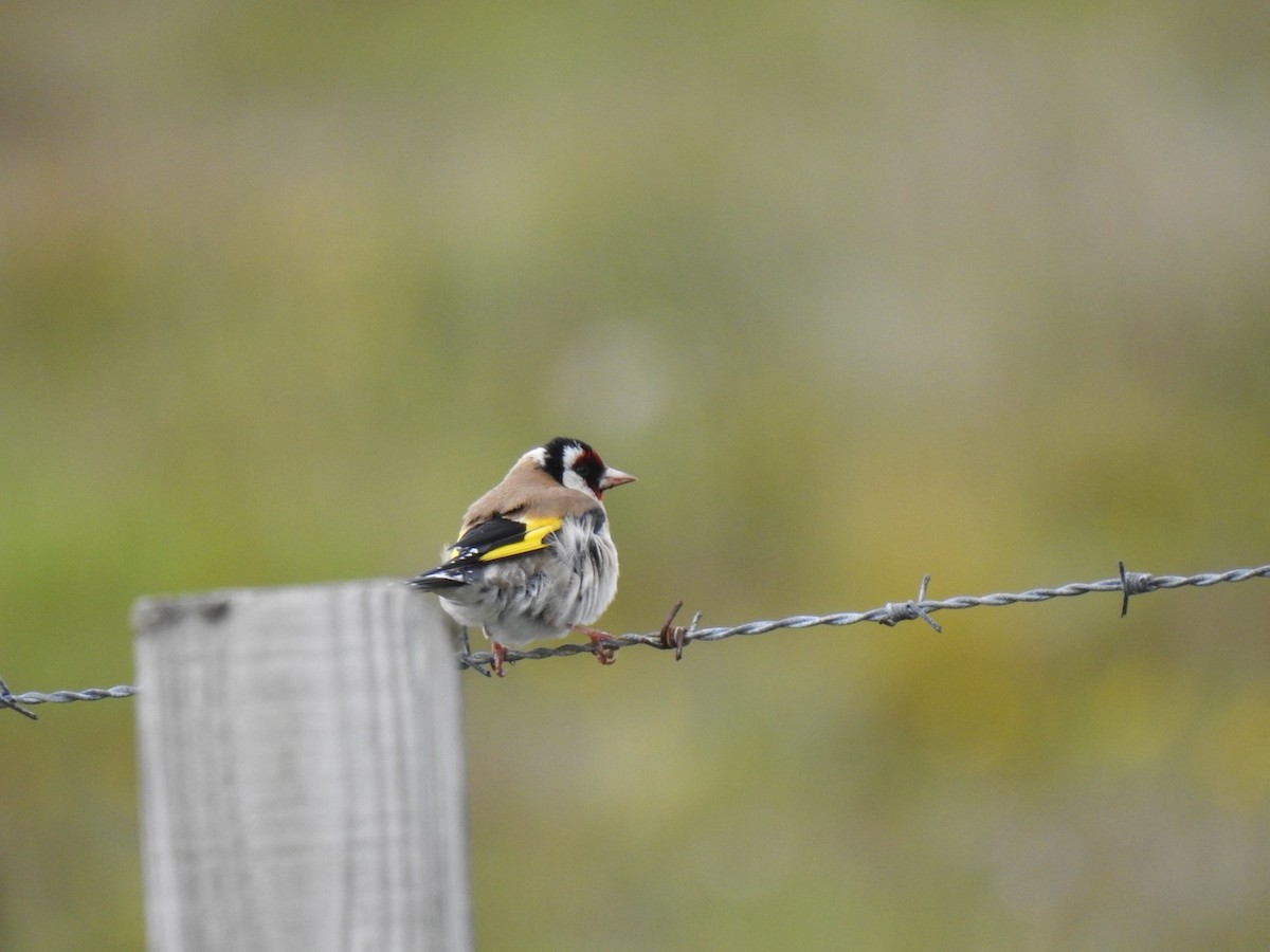 European Goldfinch - ML620506158