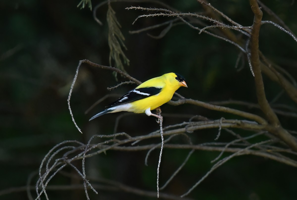 Chardonneret jaune - ML620506165