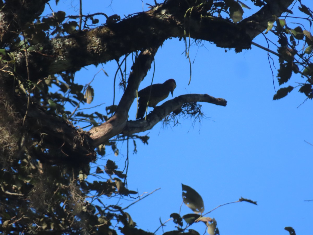 Green-barred Woodpecker - Leticia Zimback