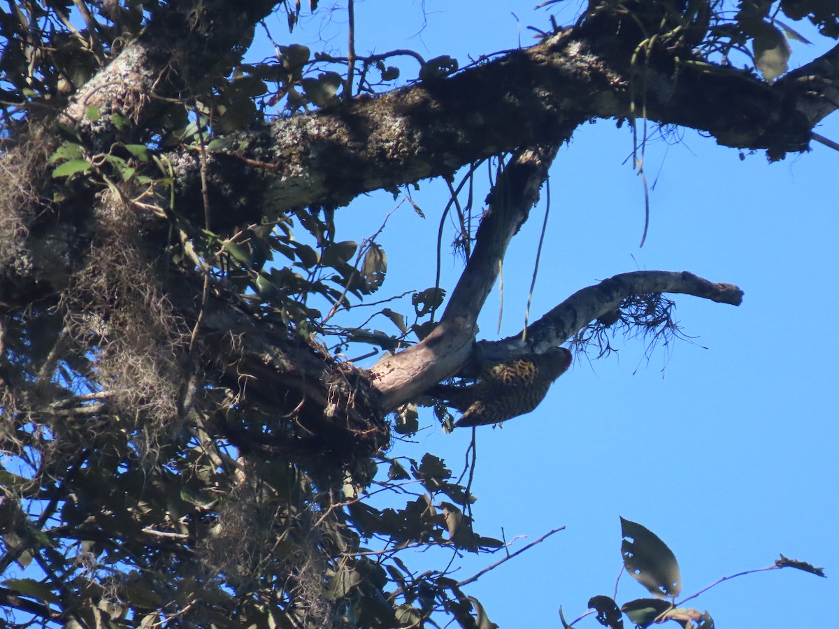 Green-barred Woodpecker - ML620506170