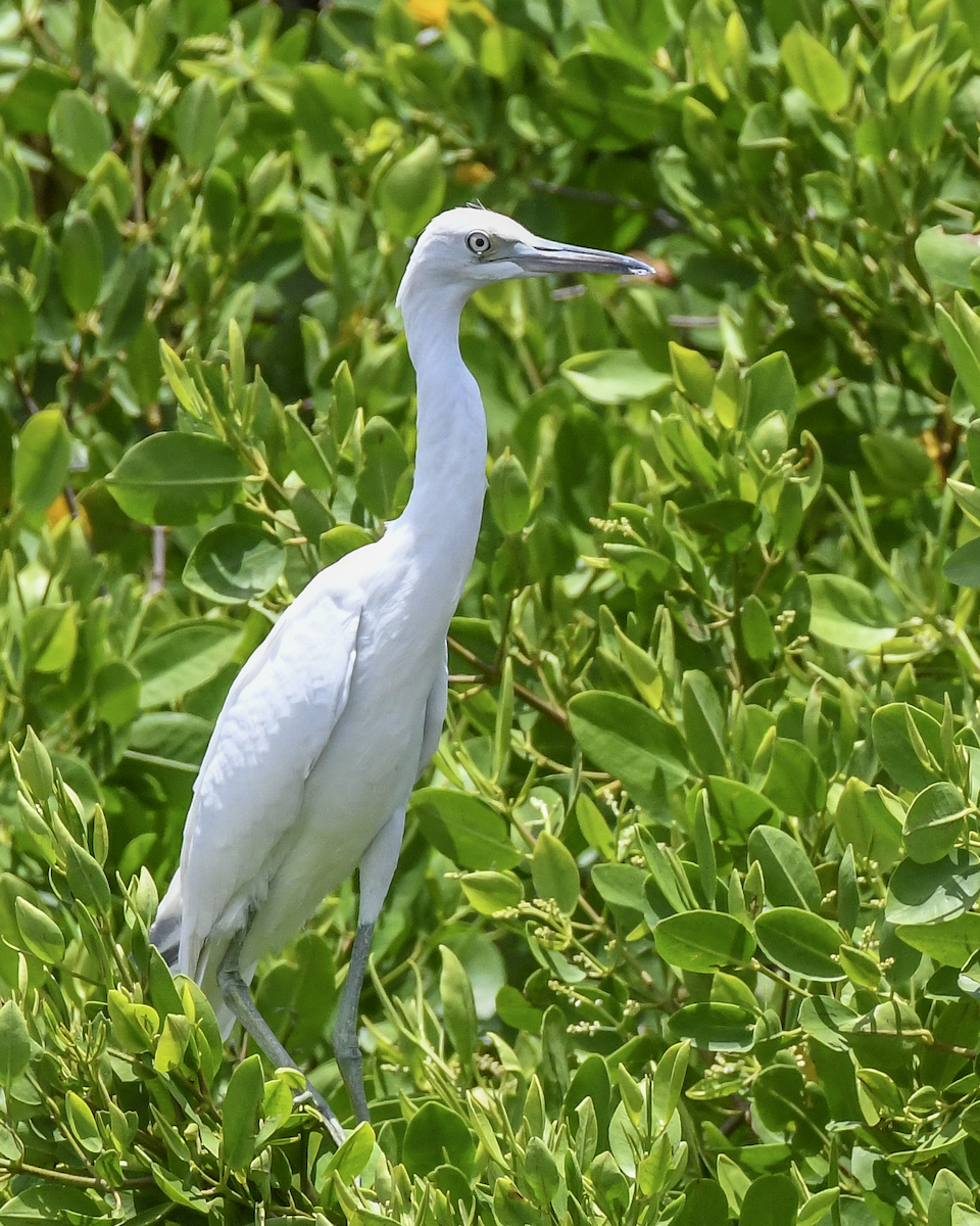 Little Blue Heron - ML620506174