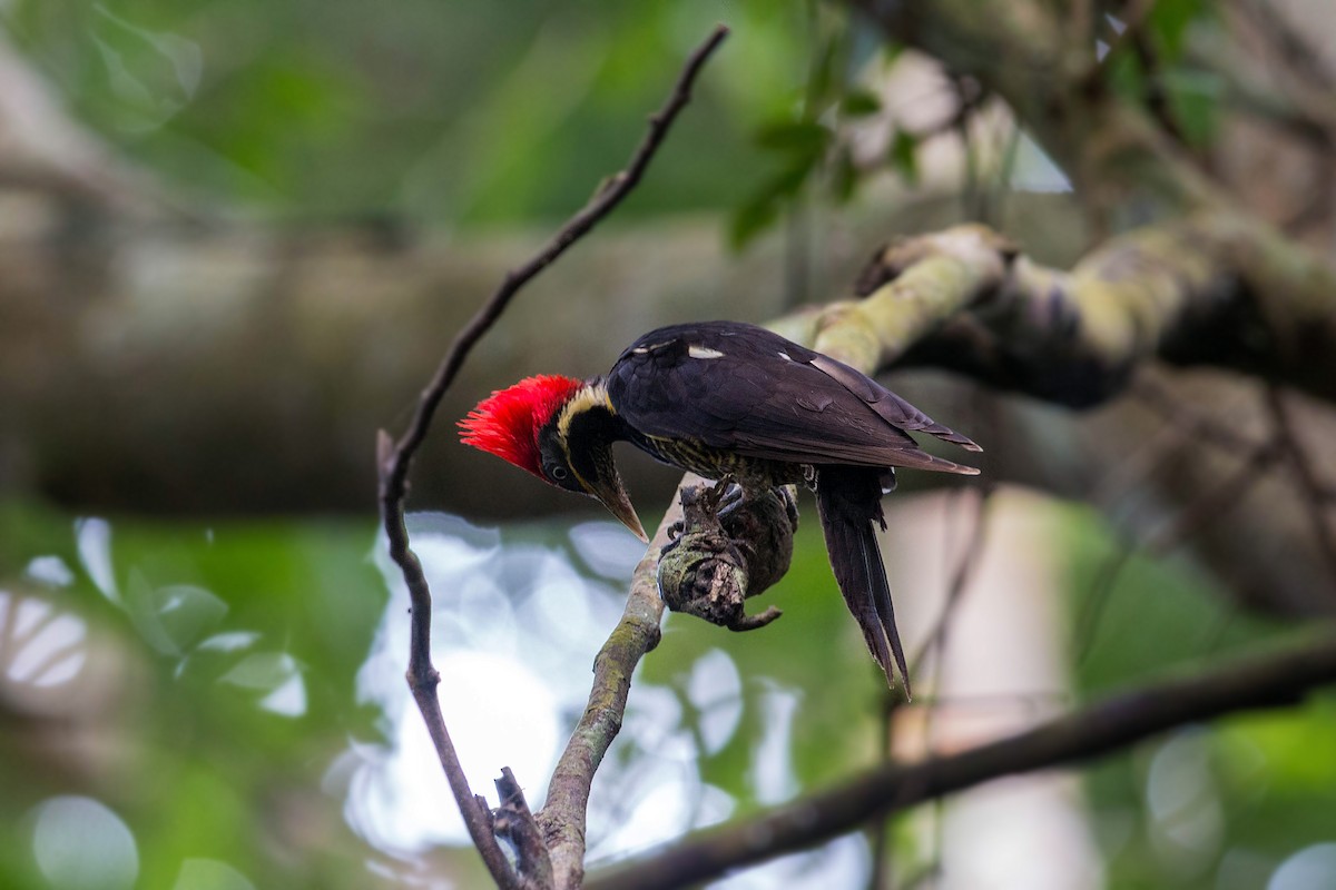 Lineated Woodpecker - William Clark