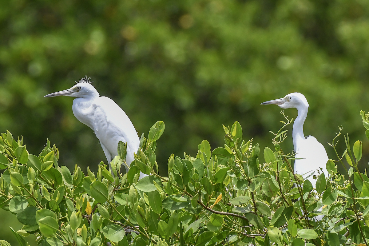 Little Blue Heron - ML620506178