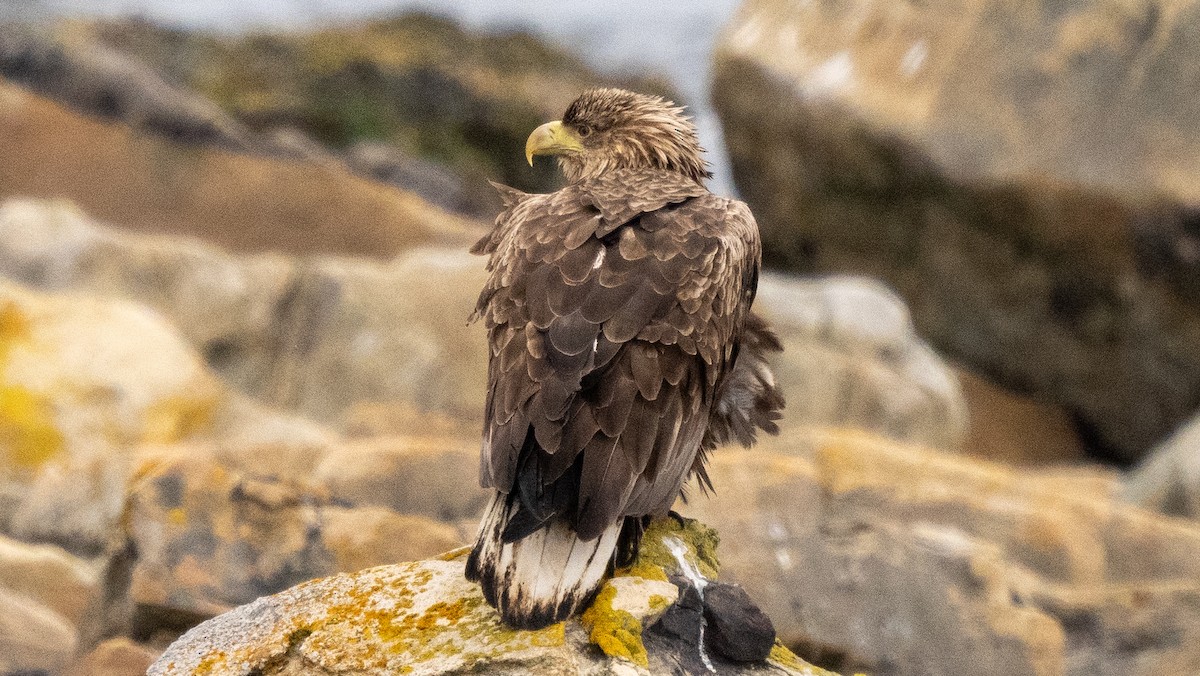 White-tailed Eagle - ML620506184