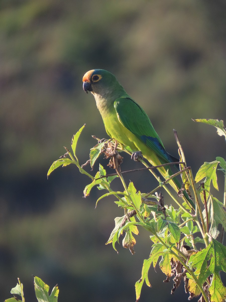 Aratinga Frentidorada - ML620506186