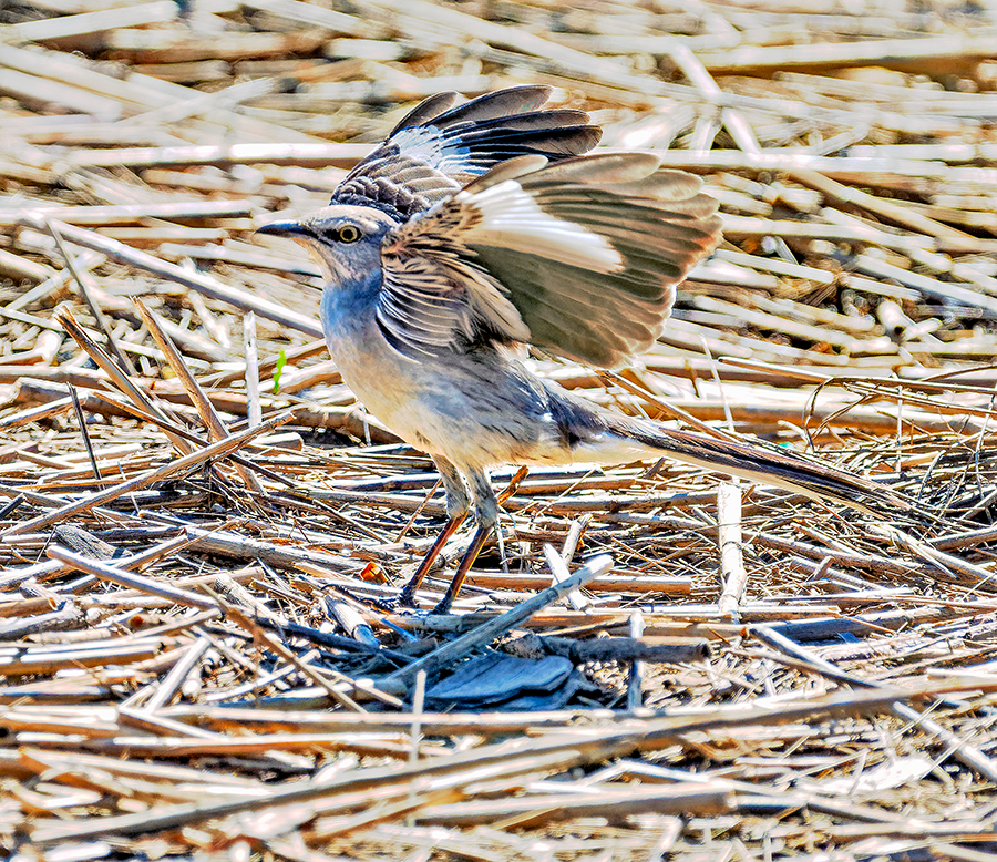 Northern Mockingbird - Kristine Mika