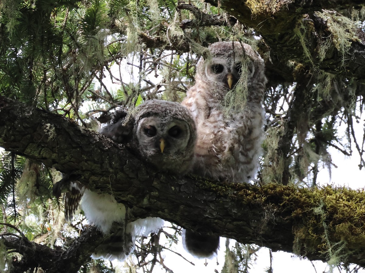 Barred Owl - ML620506188
