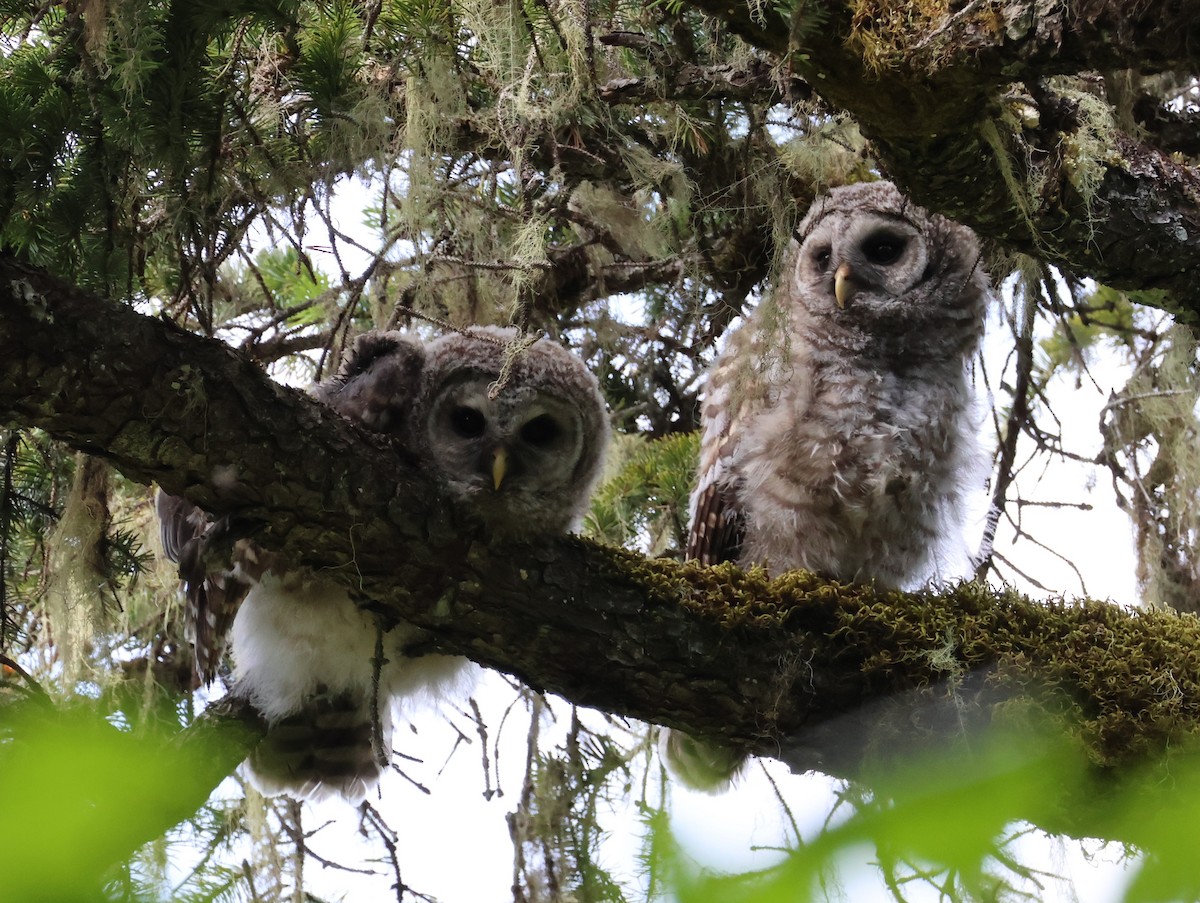 Barred Owl - ML620506189