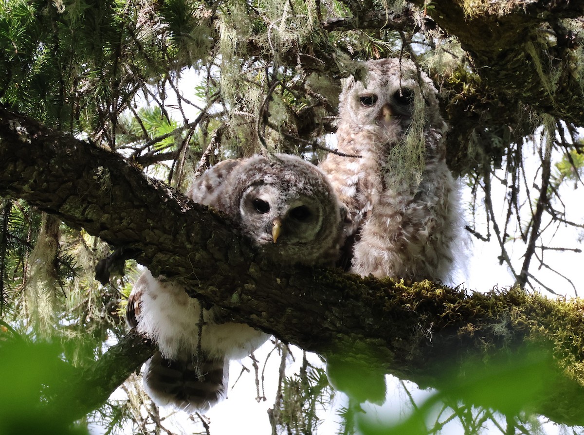 Barred Owl - ML620506190