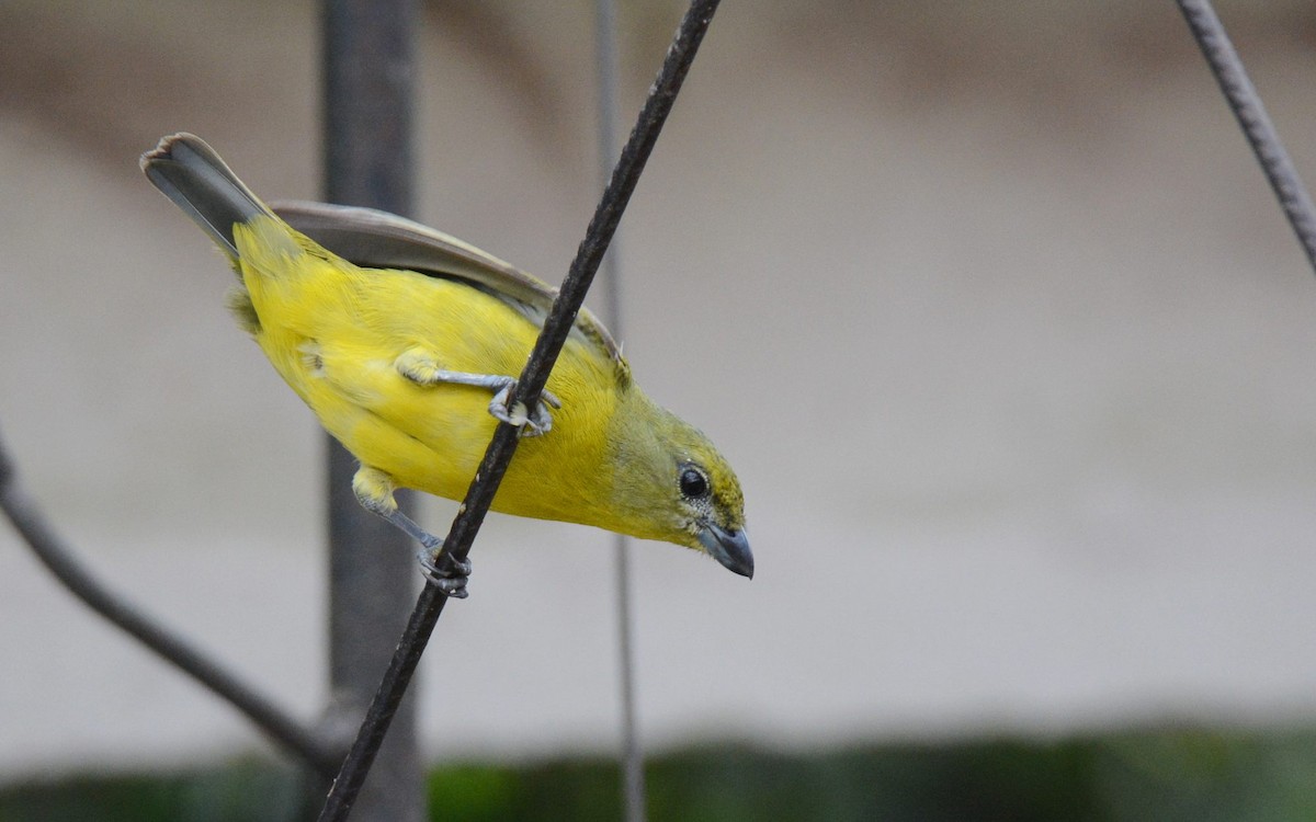 Thick-billed Euphonia (Black-tailed) - ML620506193