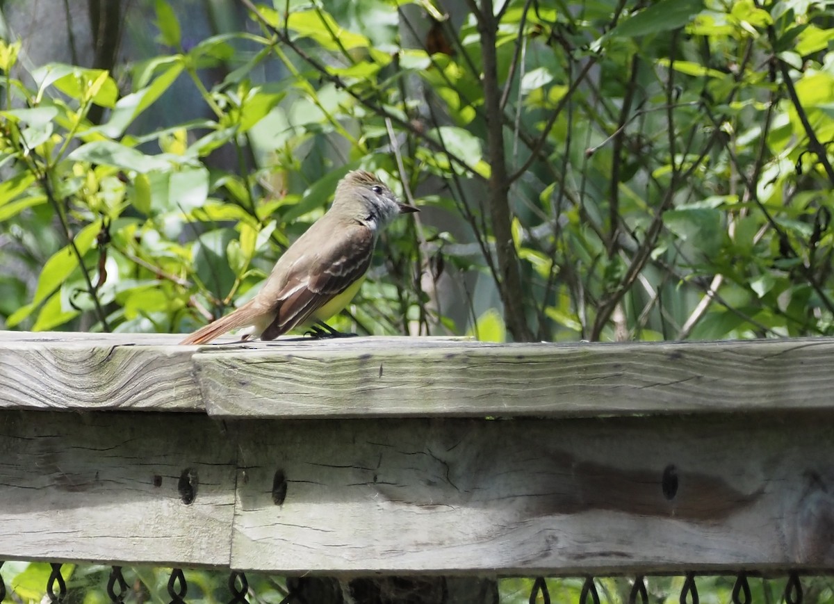 Great Crested Flycatcher - ML620506194