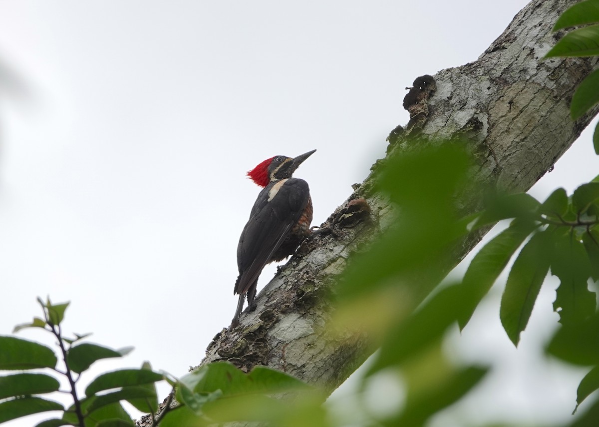 Lineated Woodpecker - ML620506196