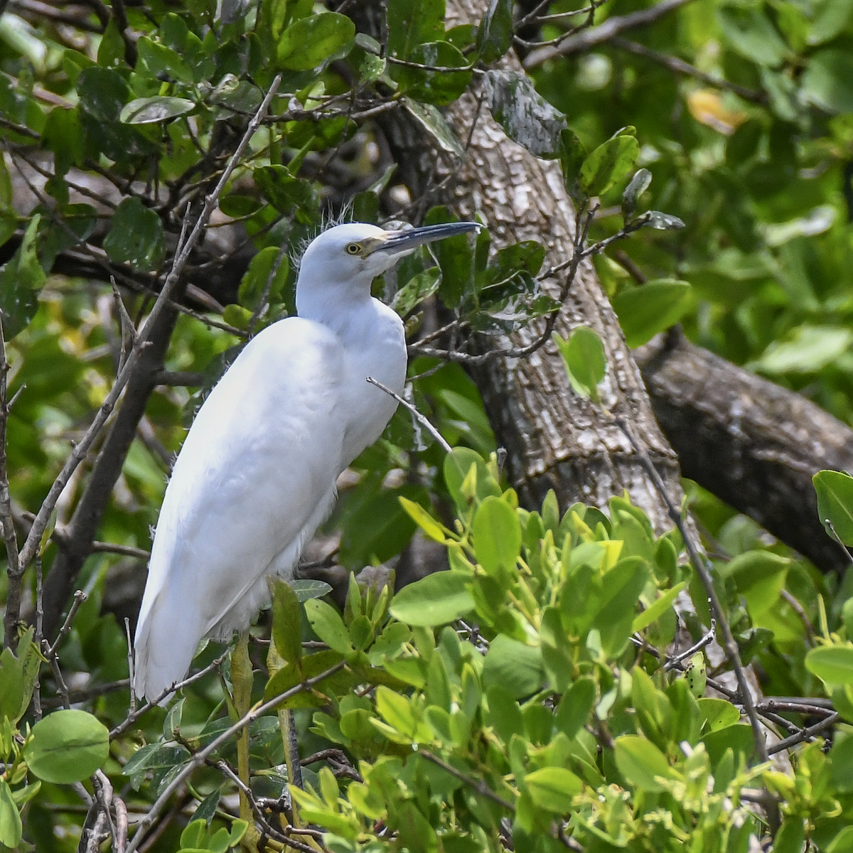 Snowy Egret - ML620506202