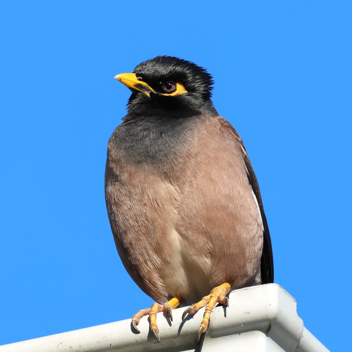 Common Myna - ML620506208