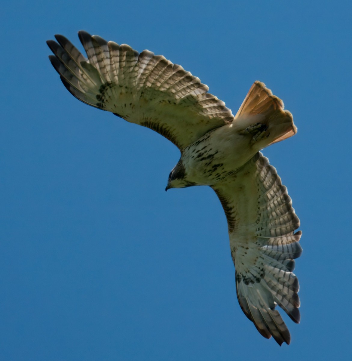 Red-tailed Hawk - ML620506211