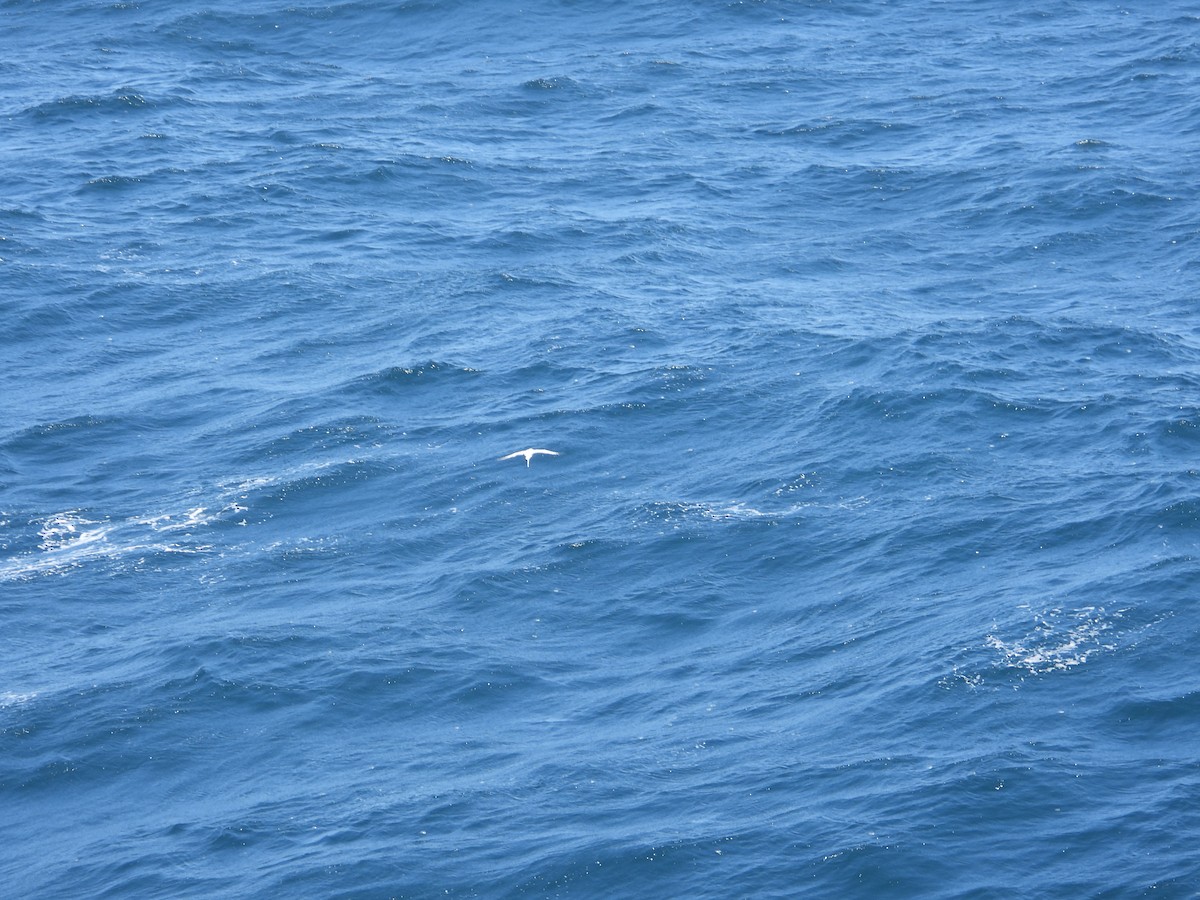 Red-billed Tropicbird - ML620506212