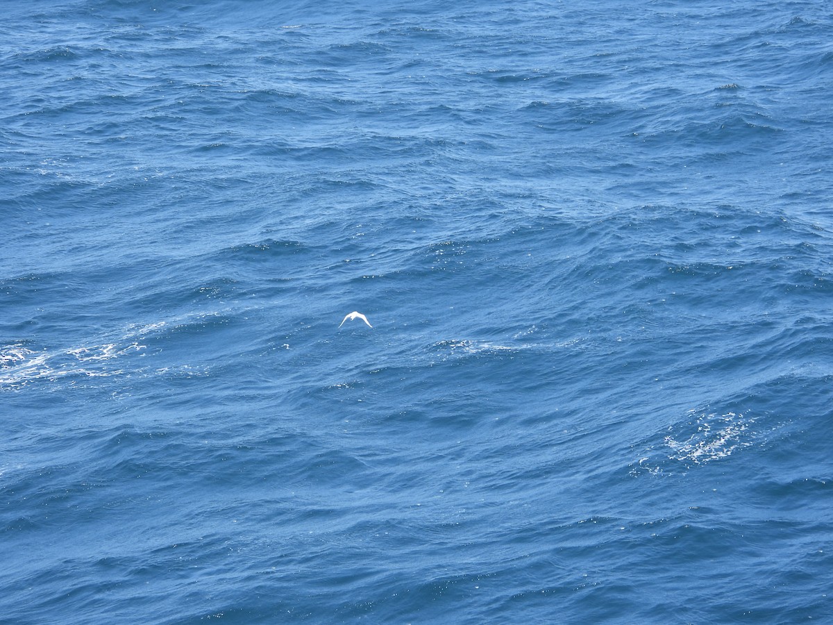 Red-billed Tropicbird - ML620506213