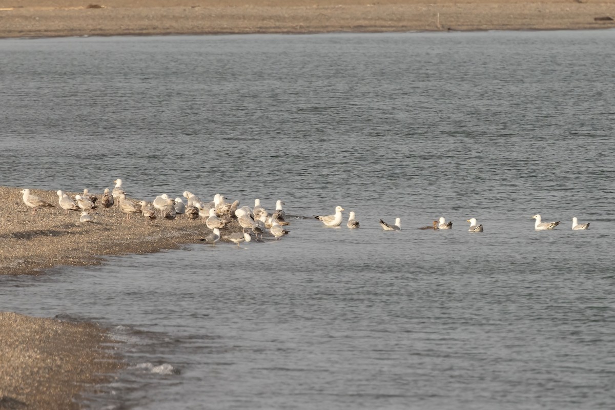 Herring Gull - ML620506217